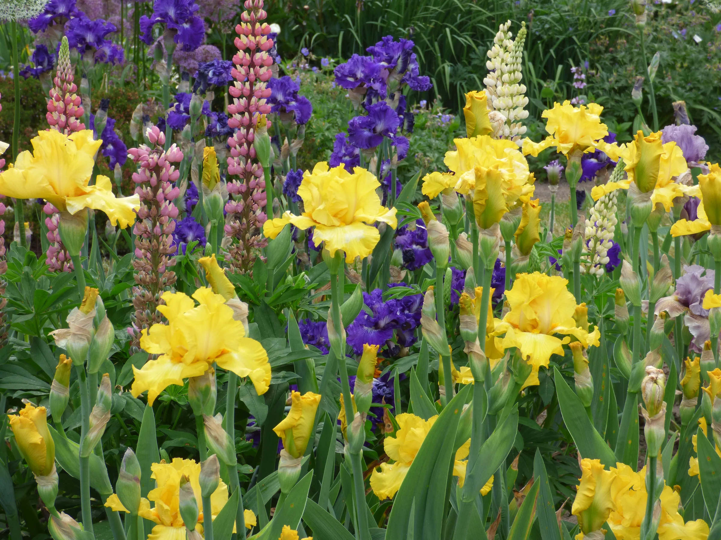Cultivate Beauty With World-Class Iris