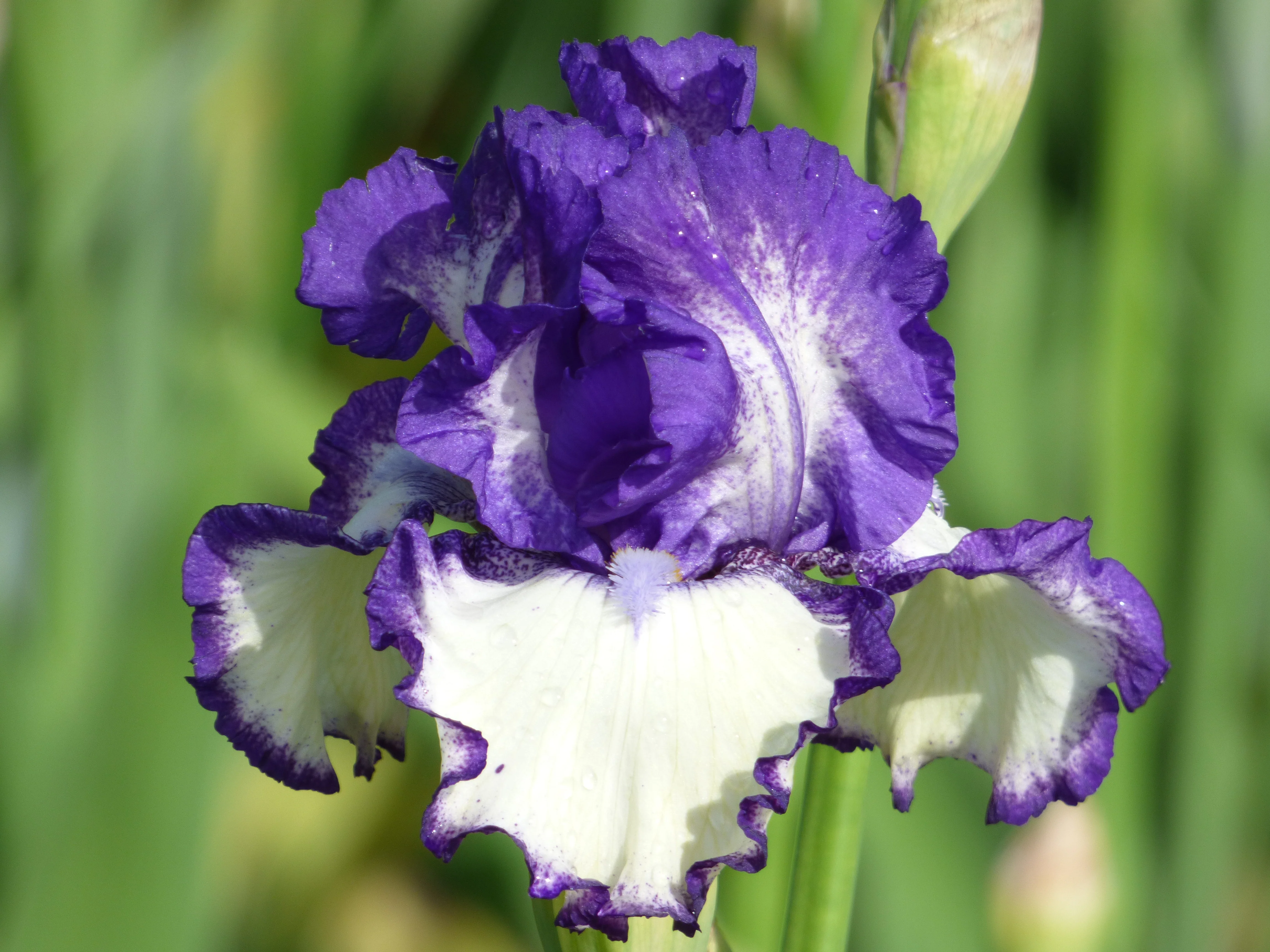 Fragrant Iris