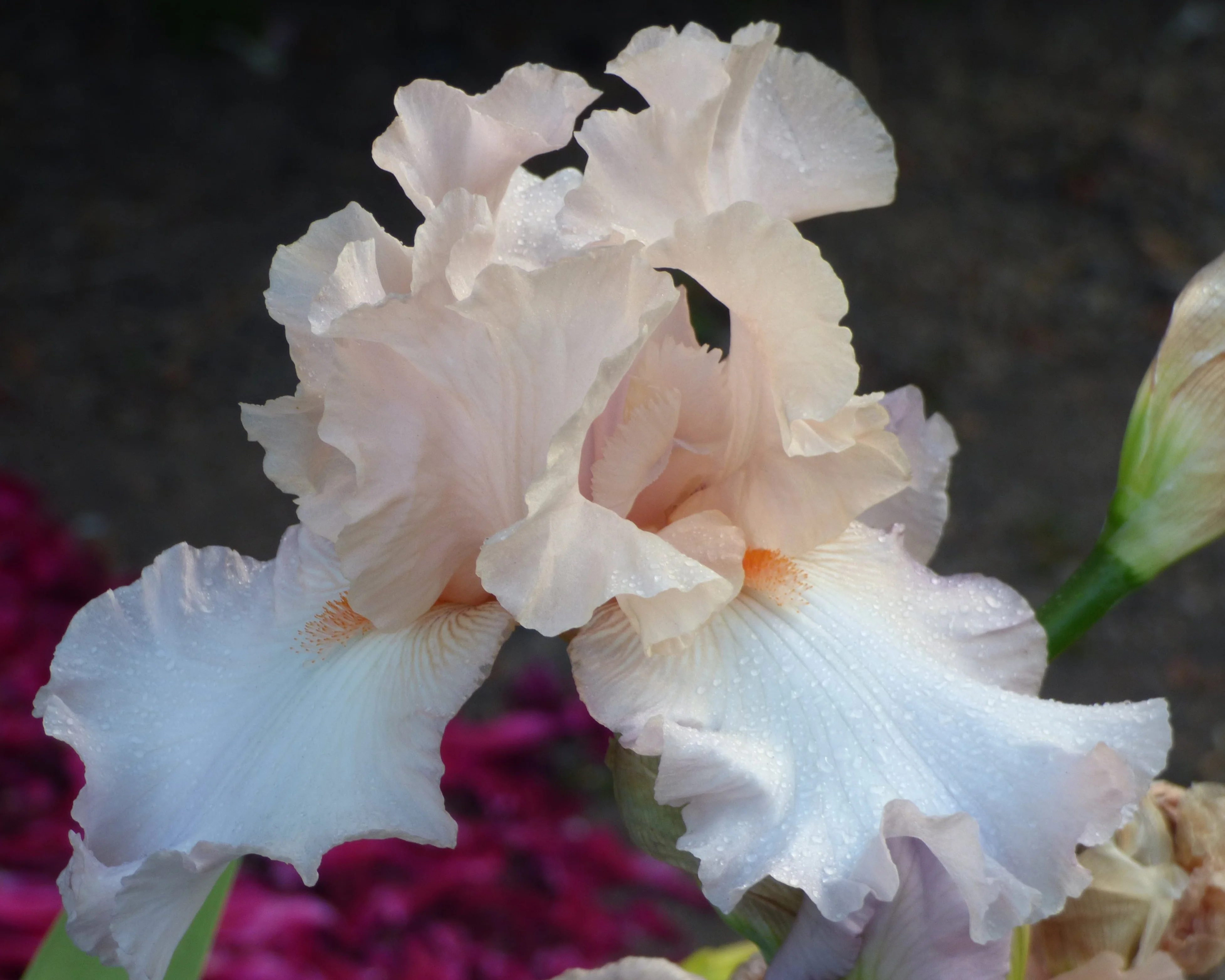 Award Winning Iris