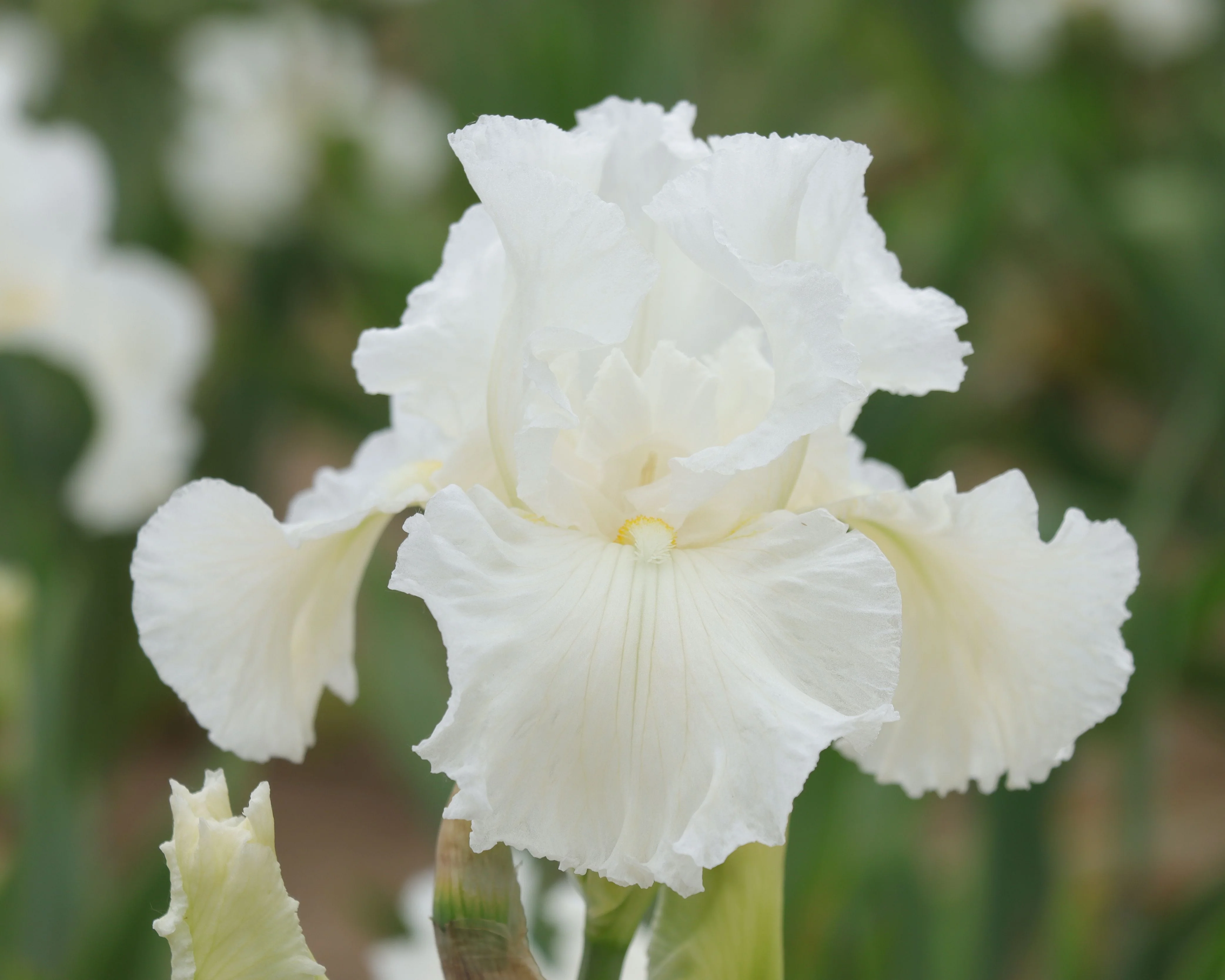 Iris Library